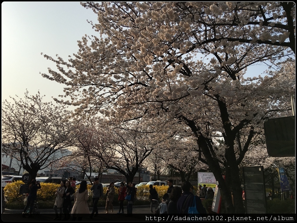 20160405 教育博物館(舊京畿高校)櫻花-001.JPG