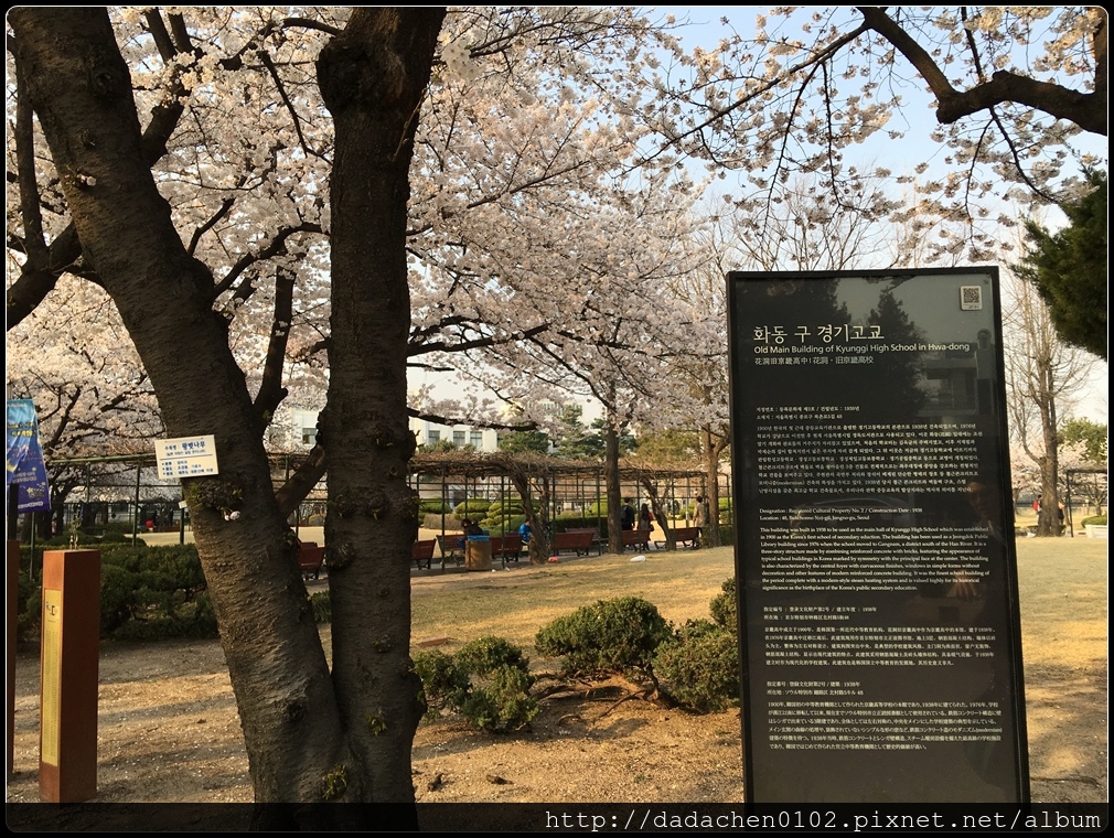 20160405 教育博物館(舊京畿高校)櫻花-003.JPG