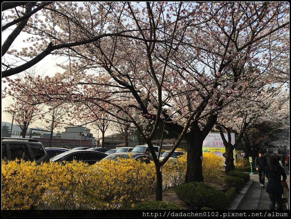 20160405 教育博物館(舊京畿高校)櫻花-004.JPG