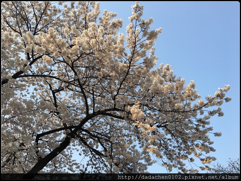 20160405 教育博物館(舊京畿高校)櫻花-002.JPG