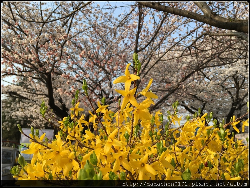 20160405 教育博物館(舊京畿高校)櫻花-006.JPG