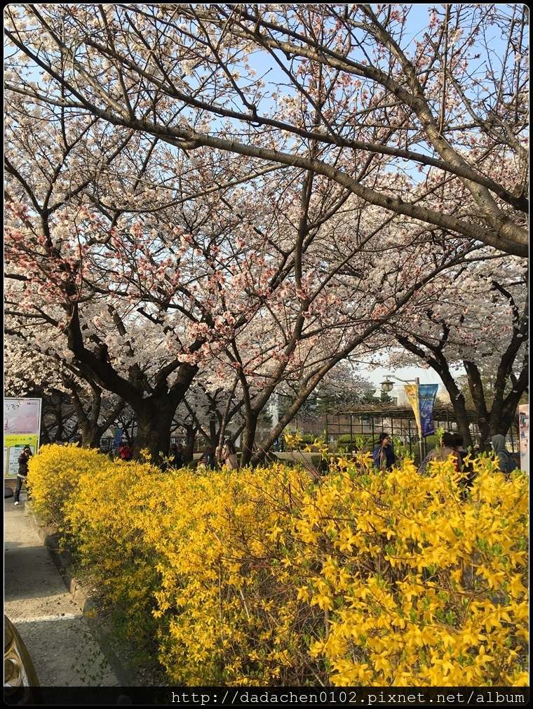 20160405 教育博物館(舊京畿高校)櫻花-005.JPG