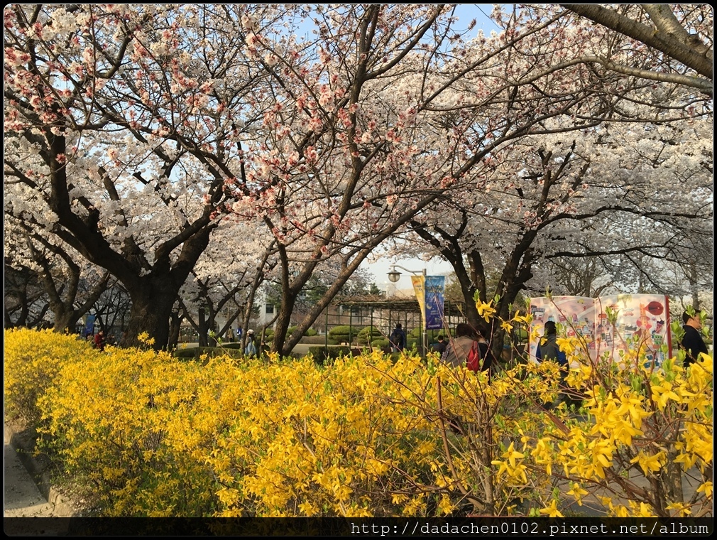 20160405 教育博物館(舊京畿高校)櫻花-007.JPG