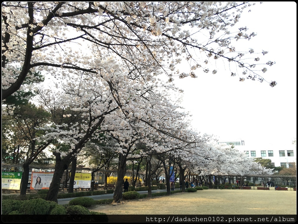 20160405 教育博物館(舊京畿高校)櫻花-010.JPG