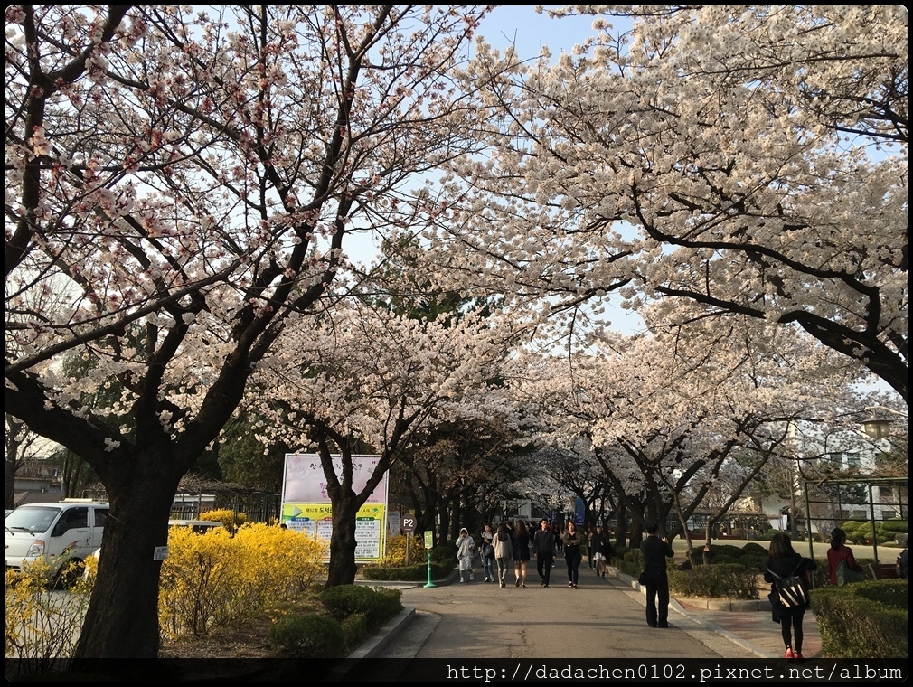 20160405 教育博物館(舊京畿高校)櫻花-008.JPG