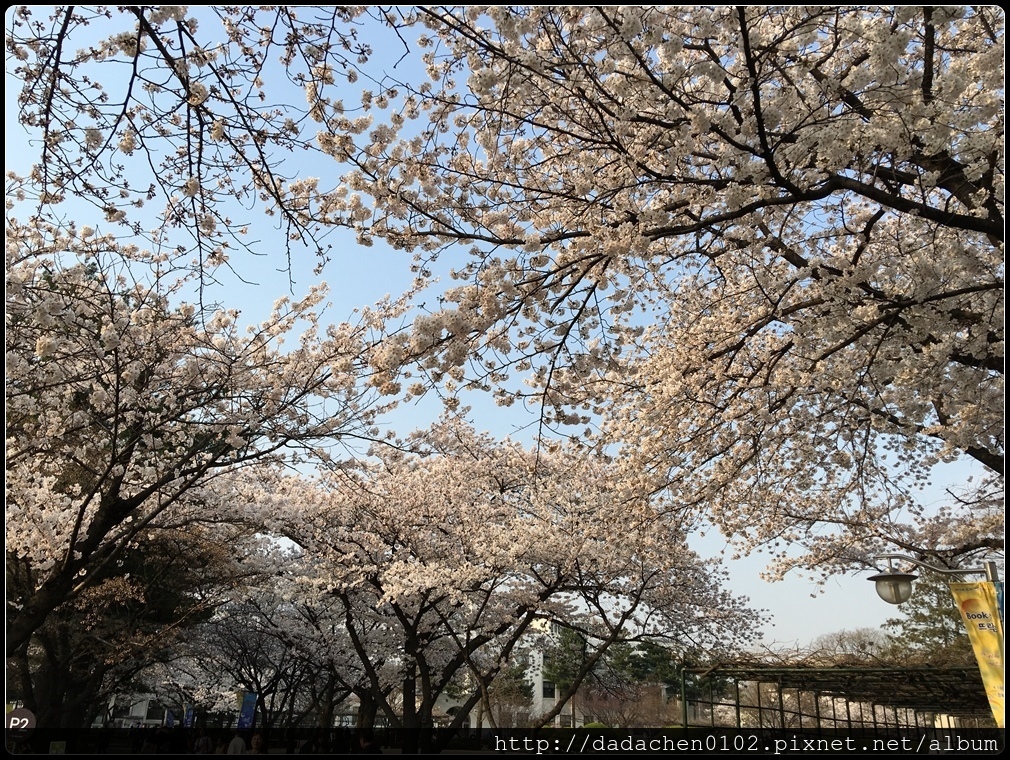 20160405 教育博物館(舊京畿高校)櫻花-009.JPG