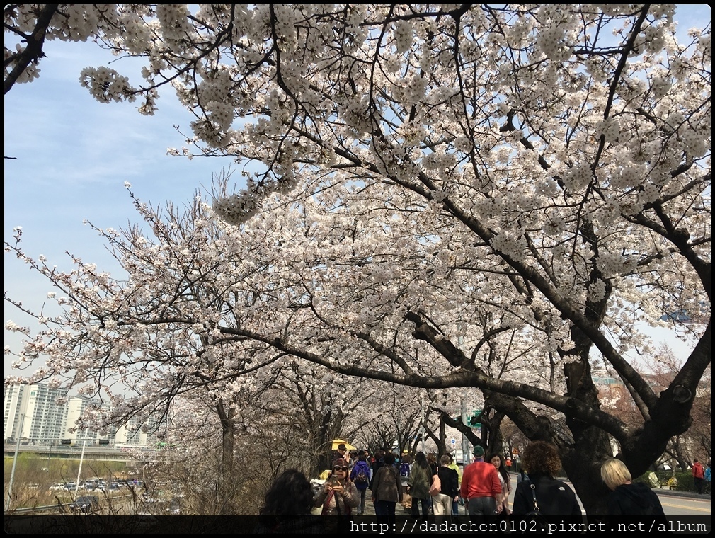 20160406 2汝矣島櫻花-005.JPG