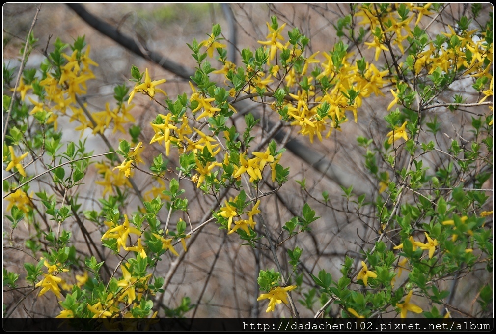 20160406 2汝矣島櫻花-007.JPG