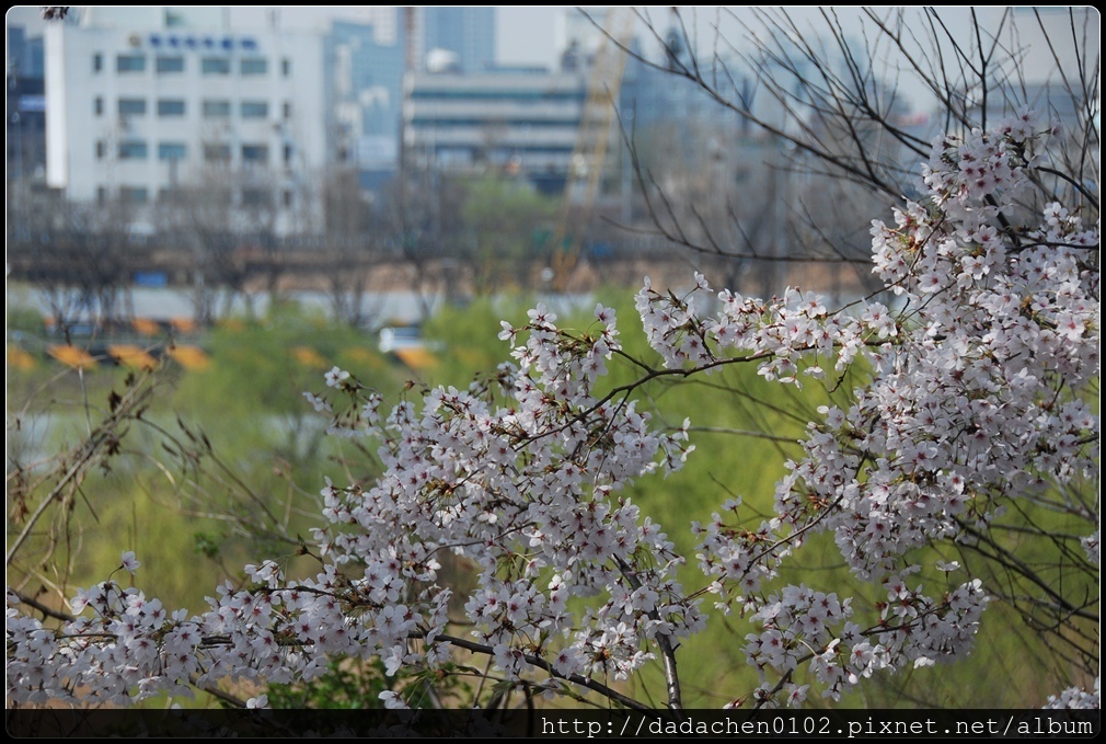 20160406 2汝矣島櫻花-011.JPG