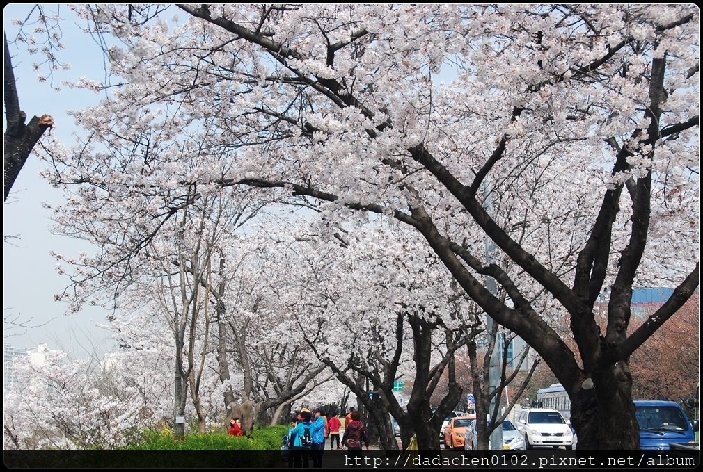 20160406 2汝矣島櫻花-008.JPG