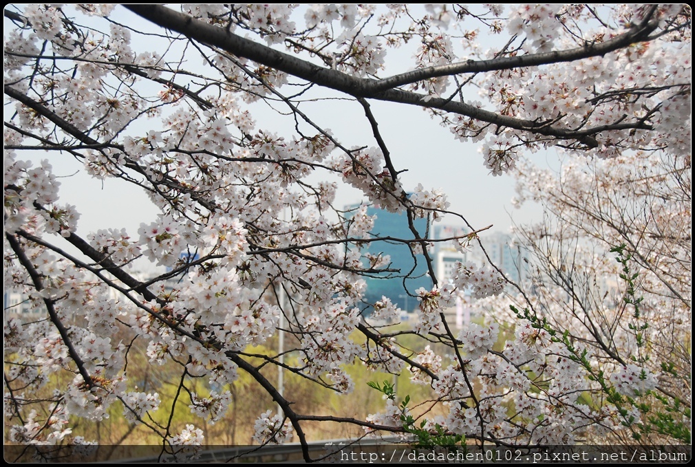 20160406 2汝矣島櫻花-015.JPG