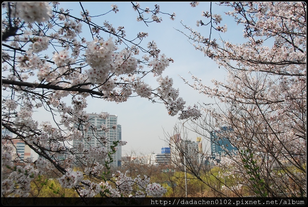 20160406 2汝矣島櫻花-016.JPG