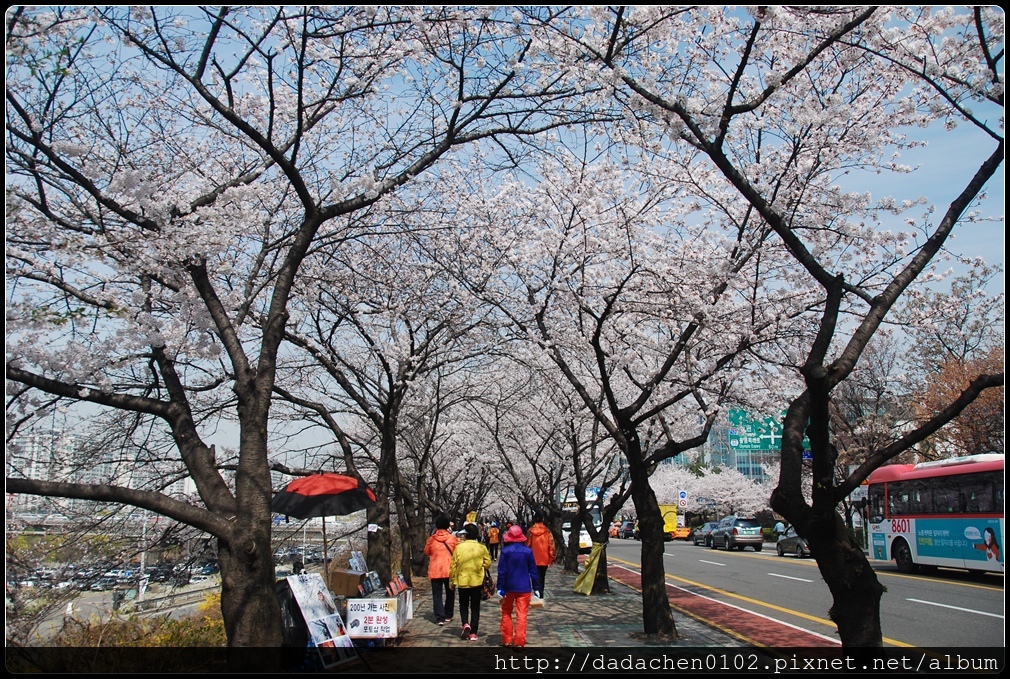 20160406 2汝矣島櫻花-021.JPG