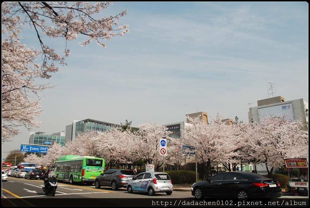 20160406 2汝矣島櫻花-022.JPG