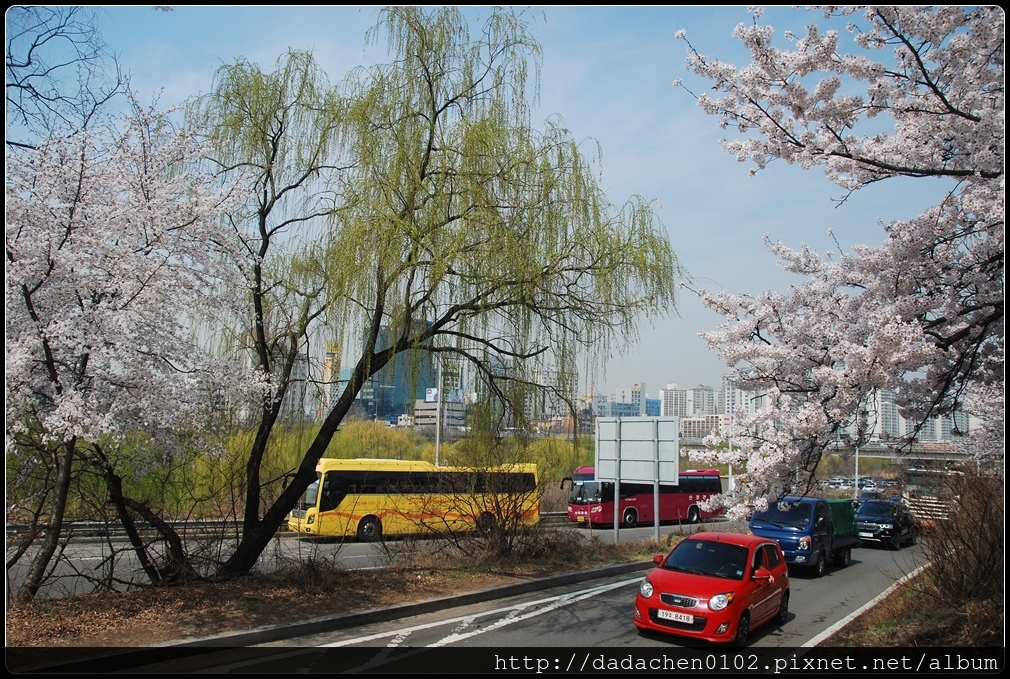 20160406 2汝矣島櫻花-018.JPG