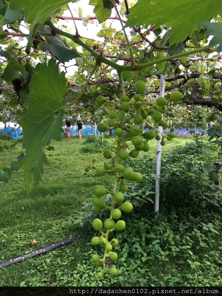 20160913 熊本吉次園採水果-014.JPG