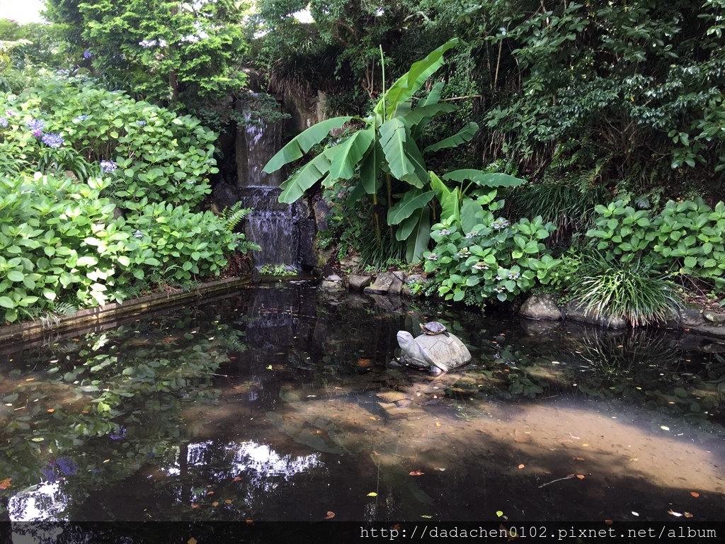 20170707 哥拉巴花園-037.JPG