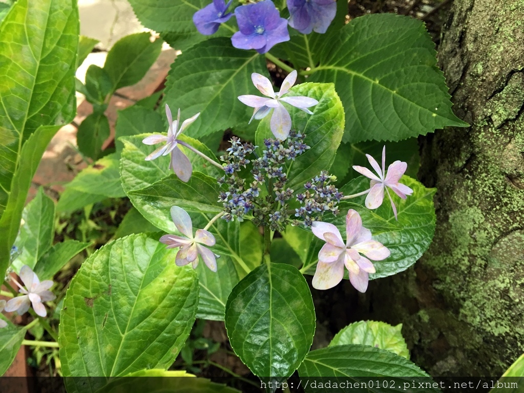 20170707 哥拉巴花園-041.JPG