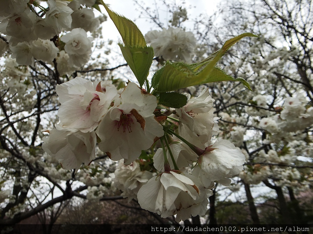 20190412-6 井之頭恩賜公園013.JPG