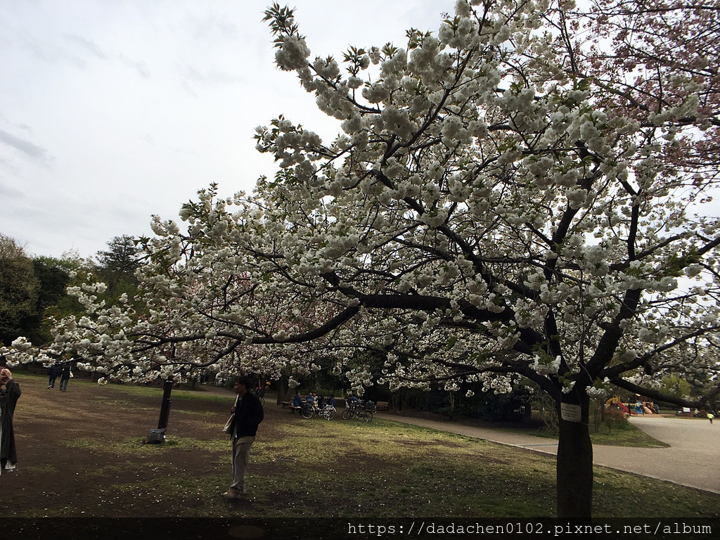 20190412-6 井之頭恩賜公園002.JPG