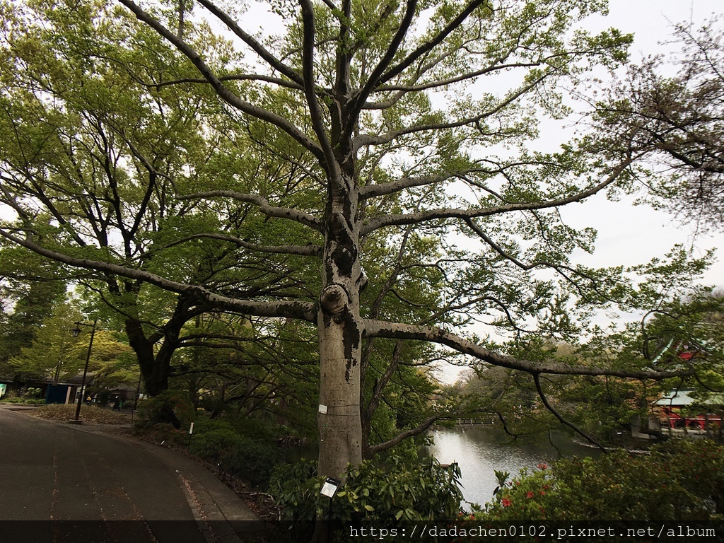 20190412-6 井之頭恩賜公園086.JPG