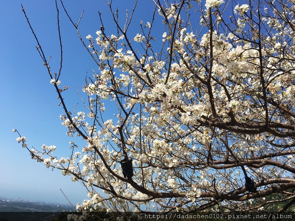 楓樹湖木蘭花006.JPG