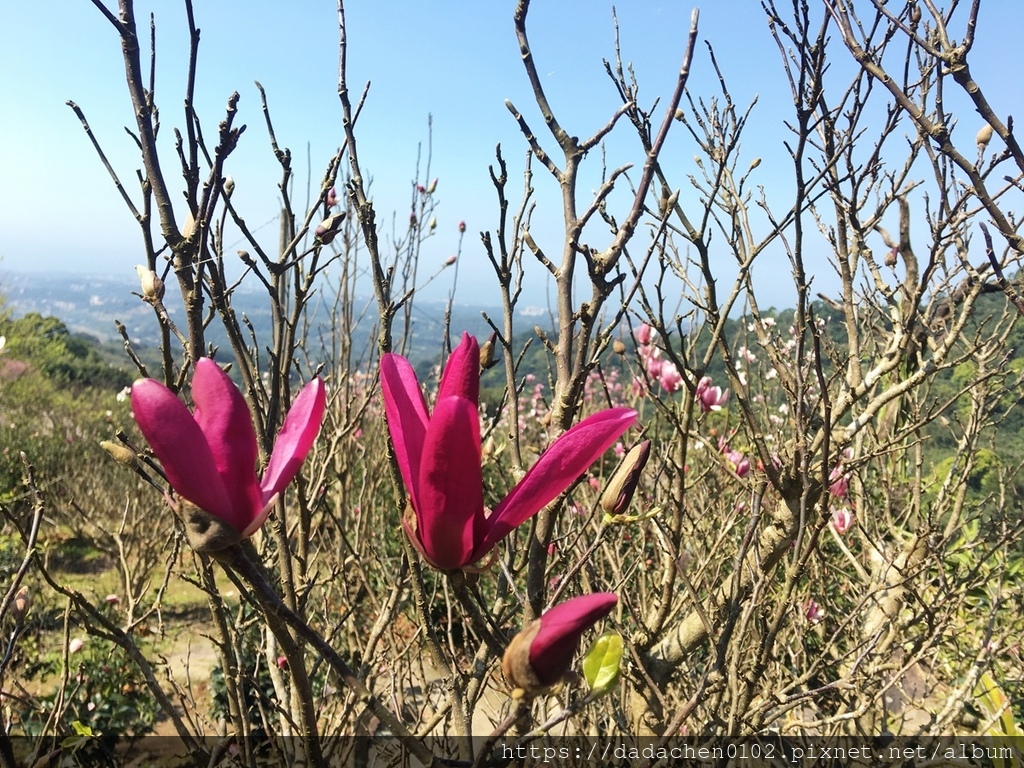 楓樹湖木蘭花041.JPG