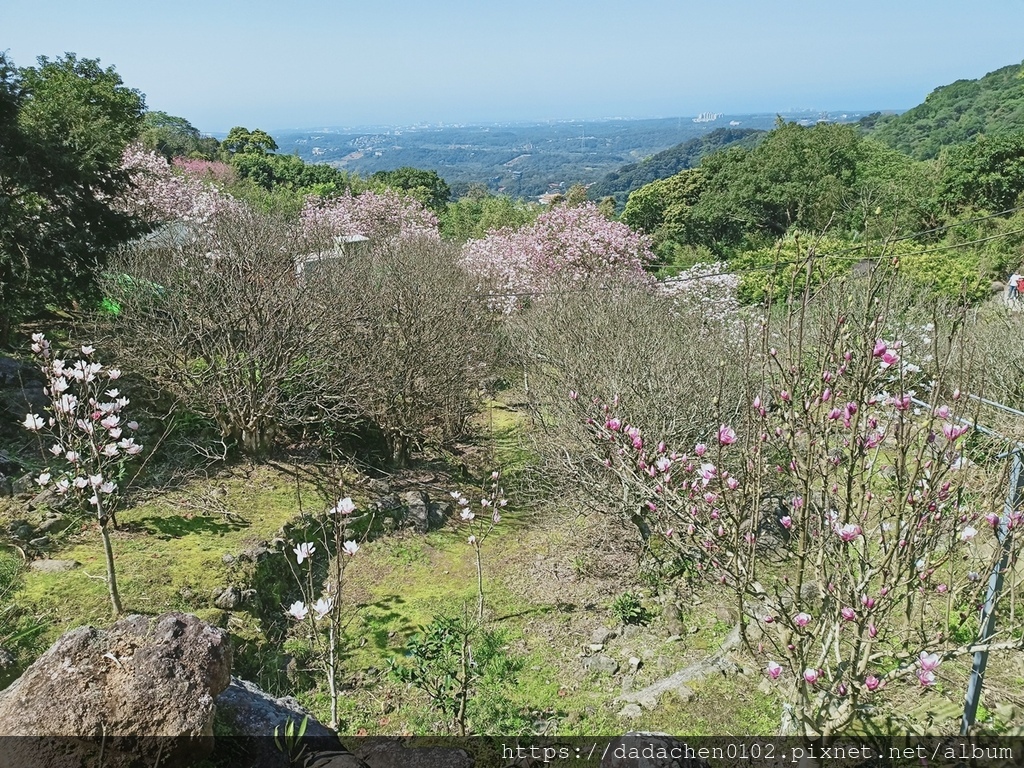 楓樹湖木蘭花074.jpg