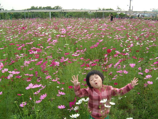 隨花起舞