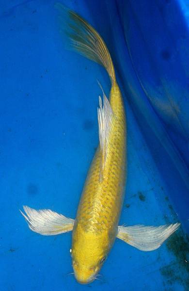 黃金龍鯉