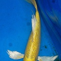 黃金龍鯉