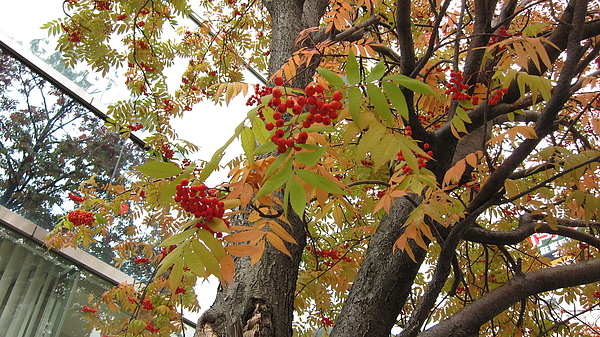 葉子還沒變紅的是這樣