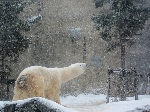 脖子伸長的北極熊