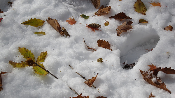 讓我腳踝被磨得有點痛的「老雪」(cala的說法)