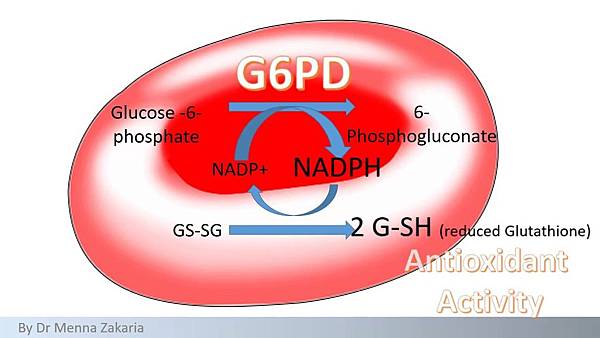 蠶豆症患者要避開什麼藥物 藥膏 食物 Daddy Poppy S 藥學跟動物世界 痞客邦