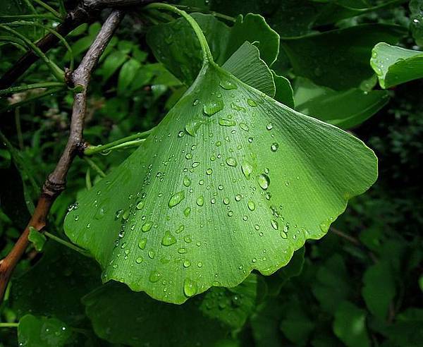 ginkgo-biloba-benefit.jpg