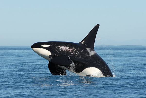 海洋最大哺乳動物 鯨魚 Daddy Poppy S 藥學跟動物世界 痞客邦 海洋最大哺乳動物 鯨魚 Daddy Poppy S 藥學跟動物世界 痞客邦