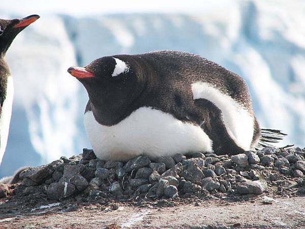 penguin-404964_960_720.jpg