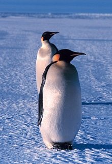 220px-Emperor_penguin.jpg