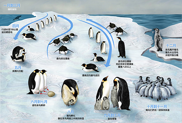 1280px-Emperor_Penguin_Lifecycle_Simplified_Chinese.png