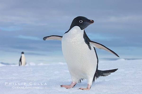 pygoscelis-adeliae-adelie-penguin-antarctica-photograph-25015-476837.jpg