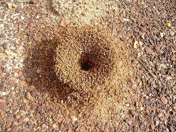 anthill-140643_640.jpg