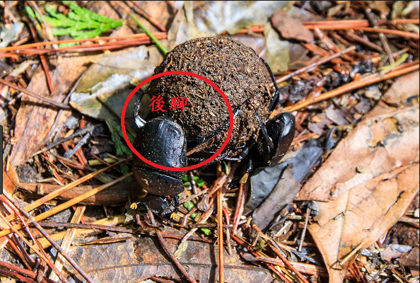 大力士兼滾糞員 糞金龜 Daddy Poppy S 藥學跟動物世界 痞客邦