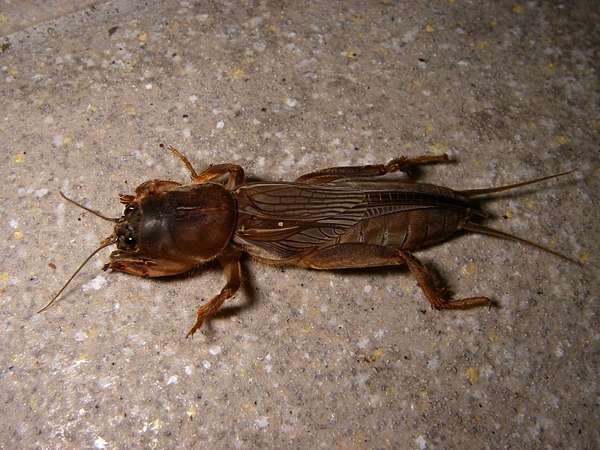 地下悲鳴的害蟲 螻蛄 Daddy Poppy S 藥學跟動物世界 痞客邦