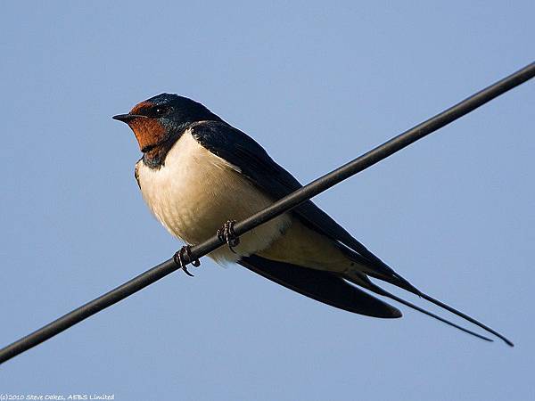 不是所有「燕子」的口水都是燕窩-daddy-poppy's 藥學跟動物世界|痞客邦 不是所有「燕子」的口水都是燕窩-daddy-poppy's 藥學跟動物世界|痞客邦