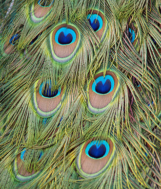 330px-Pavo_cristatus_feather_LC0026.jpg