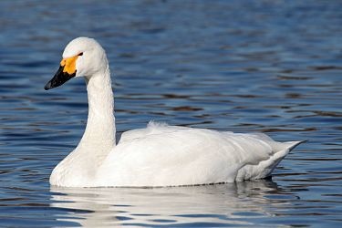 375px-Cygnus_bewickii_01.jpg