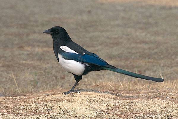 1200px-Korean_magpie_in_Daejeon_(side_profile).jpg