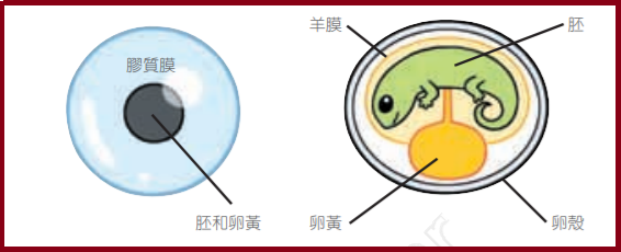 兩棲類跟爬蟲類的不同 Daddy Poppy S 藥學跟動物世界 痞客邦