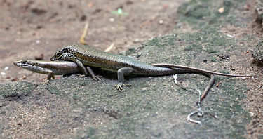 375px-Trachylepis_maculilabris_mating.jpg